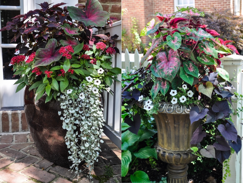 Summer Containers using Elephant Ears and Caladiums Thinking Outside the Boxwood